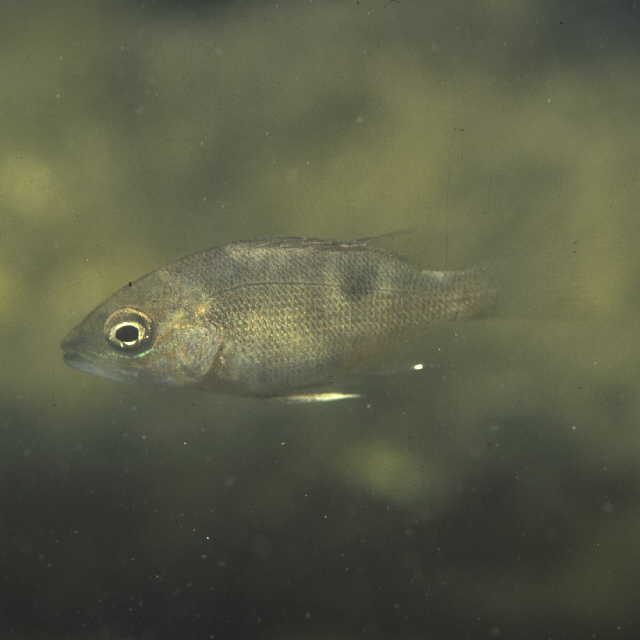 Lutjanus stellatus